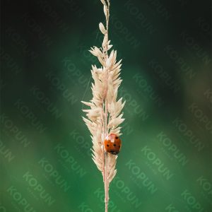 Marienkäfer im Frühling