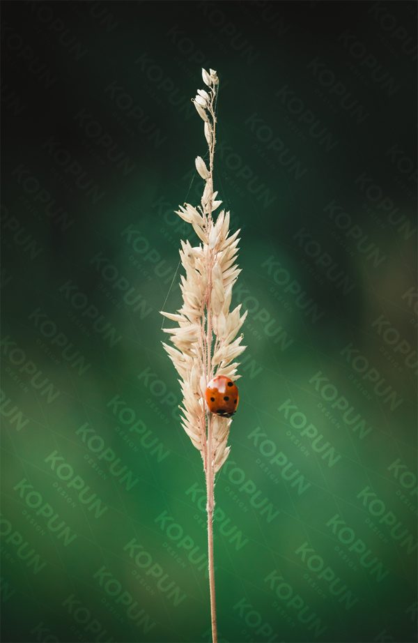 Marienkäfer im Frühling