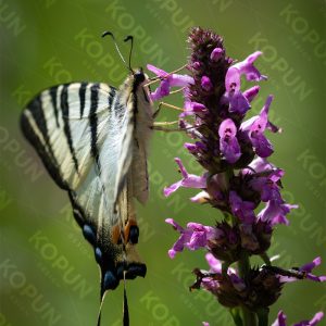 Seltenes Schwalbenschwanz