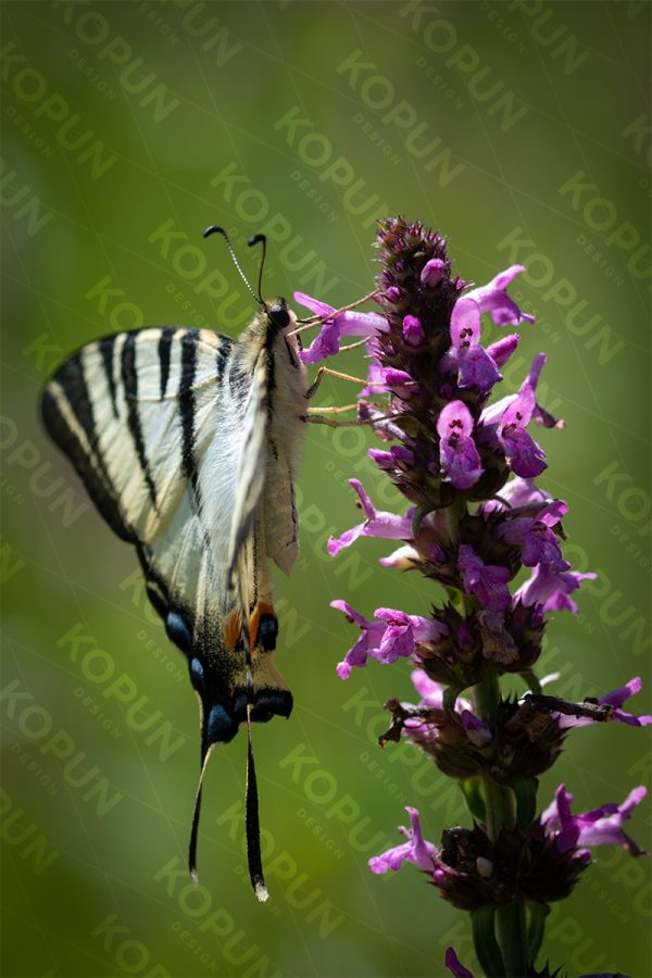 Seltenes Schwalbenschwanz