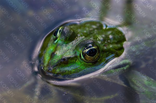 Grüner Frosch