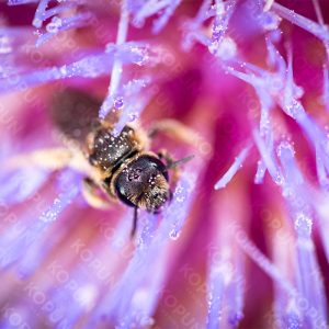 Biene auf violetter Blume