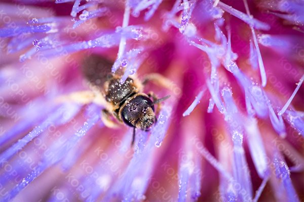 Biene auf violetter Blume