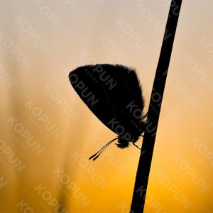Schmetterling bei Sonnenuntergang