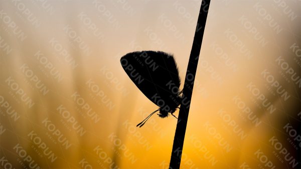 Schmetterling bei Sonnenuntergang