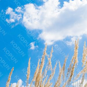 Zwischen Gold und Blau