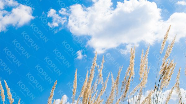 Zwischen Gold und Blau